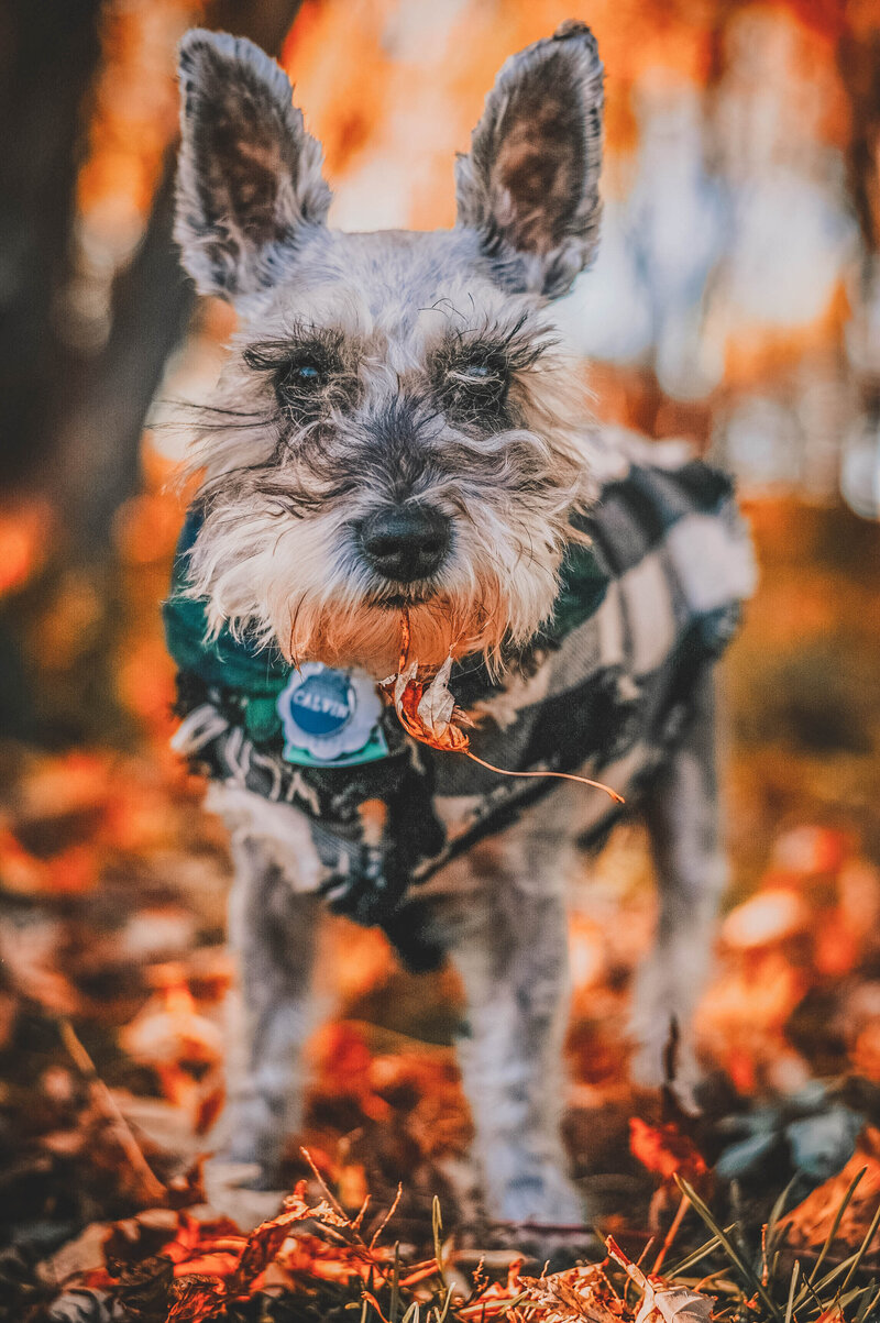 pet portrait at newton hills state park in canton, sd