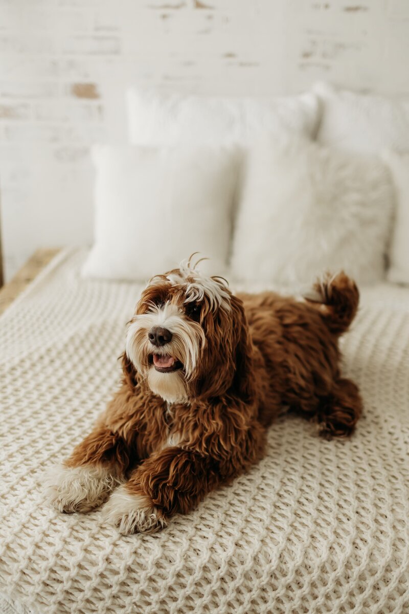 Australian-Labradoodles-BC-Alberta-Dog-Breeder_(60)_Original 2