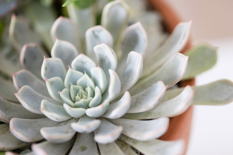 Beautiful green succulent with pink edges