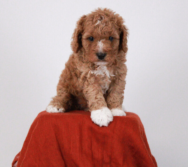 Whistleton 5 weeks 2
