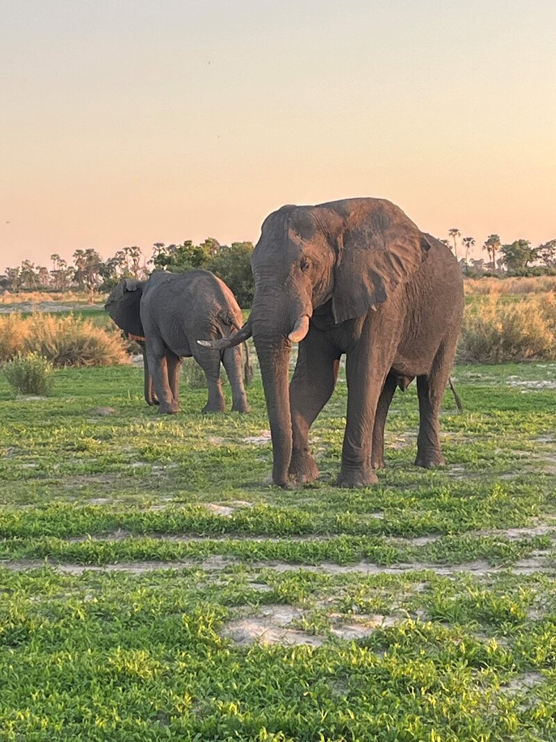 elephants at Chitabe lower quality 
