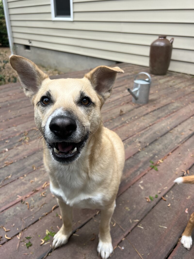 Dog4