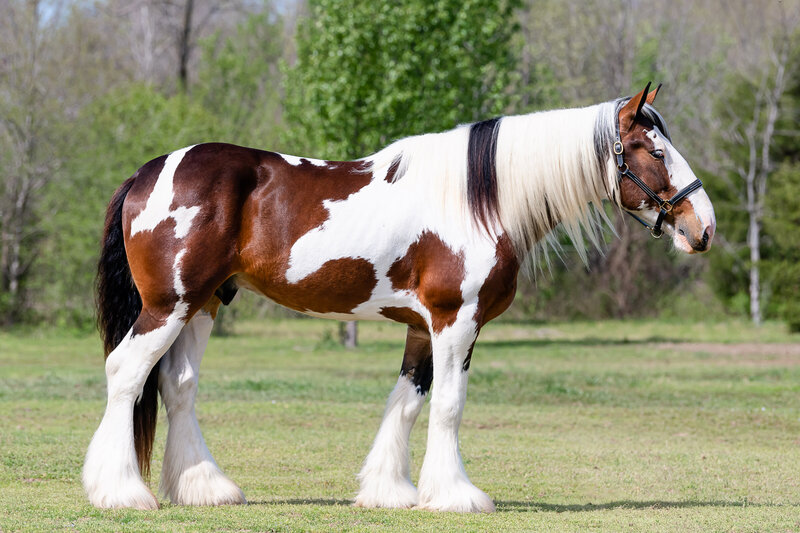 A bay paint gelding stands for conformation photos at Kunoa Drum Horses in Broken Arrow, Oklahoma