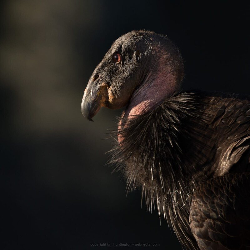 CA-Condor-Alliance-Tim-Huntington©-_785_1513