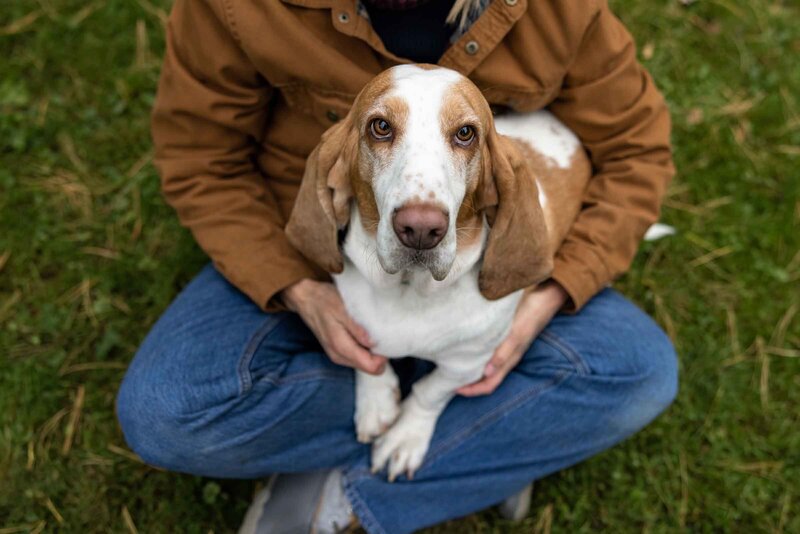basset hound sitting on a woman's lap