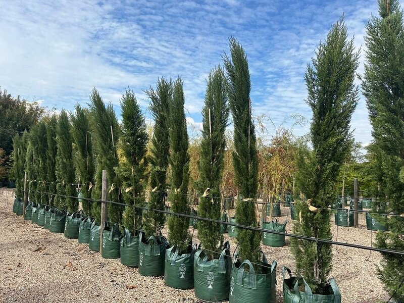 Cupressus Sempervirens Glauca - Italian Pencil Pines - Mature Hedges & Screens Sydney