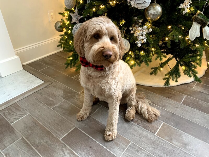 Goldendoodle dog wearing plaid bow tie sitting in front of christmas tree