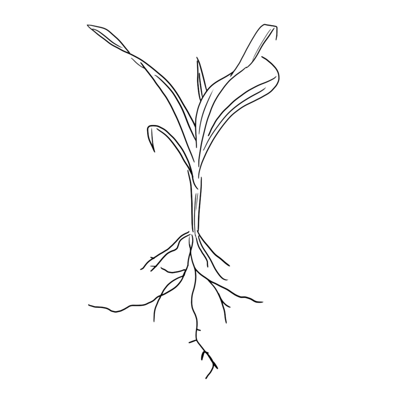 Corn Illustration
