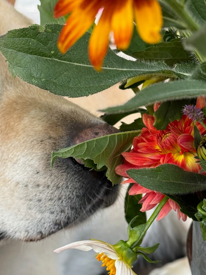 A lab dog smelling fresh garden plants