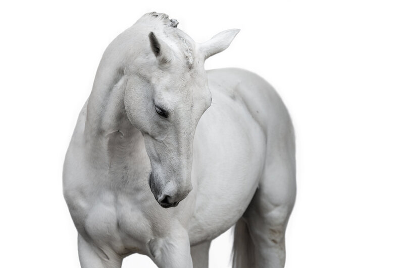 Fine-Art fotografie met paard