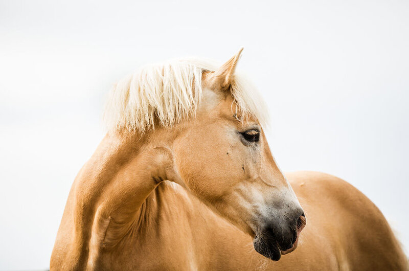 20200611_Kya-Photography-Equestrian-Photographer-Bend-Oregon_0009