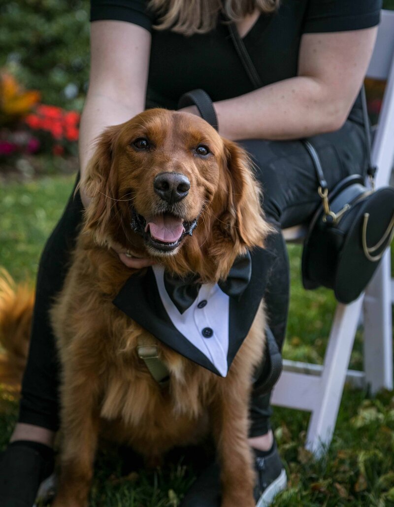 pawfect-for-you-work-for-us-pet-sitters-dog-wedding-party