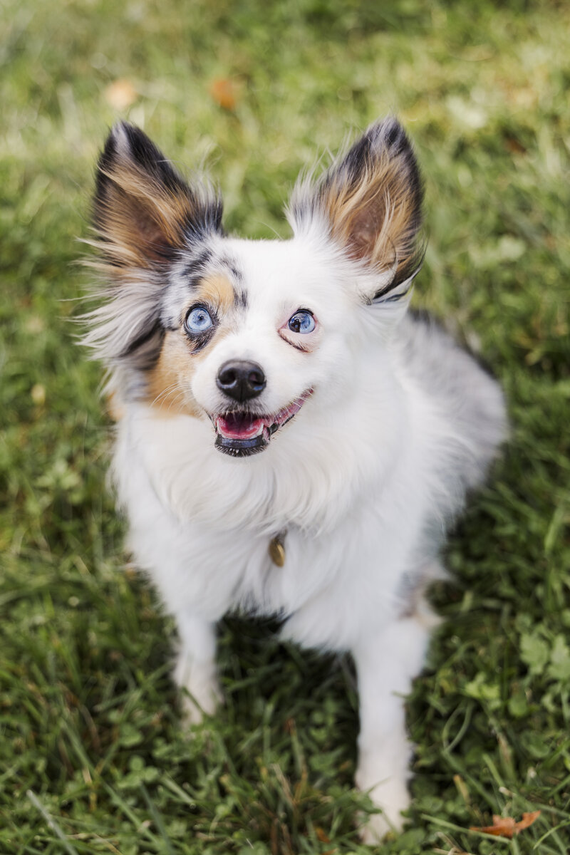 Happy dog with blue eyes looking up at the camera during a Hudson Valley pet photography session
