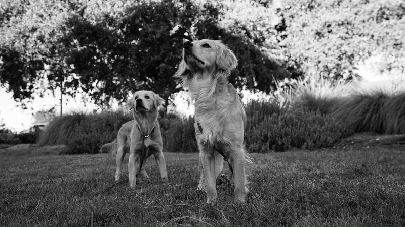 male mini golden retrievers at The Little Retriever Ranch in Santa Barbara County 93463