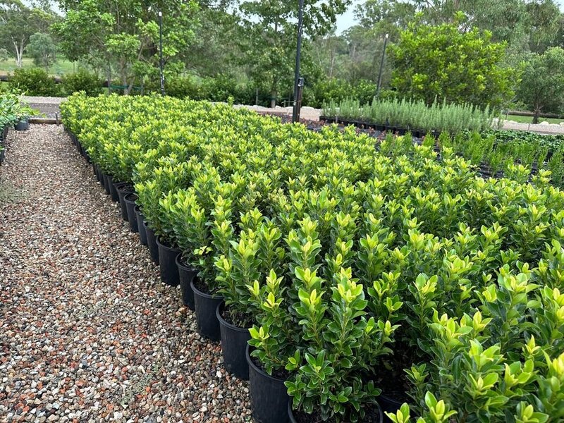 Indian Hawthorn - Rhapiolepsis Snow Maiden - Mature Hedges & Screens sydney