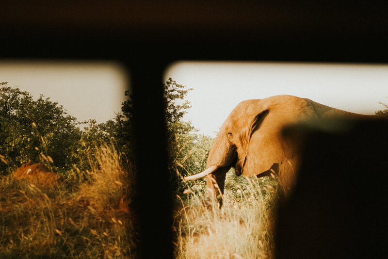 this is a photo of an elephant in south africa taken from the car.