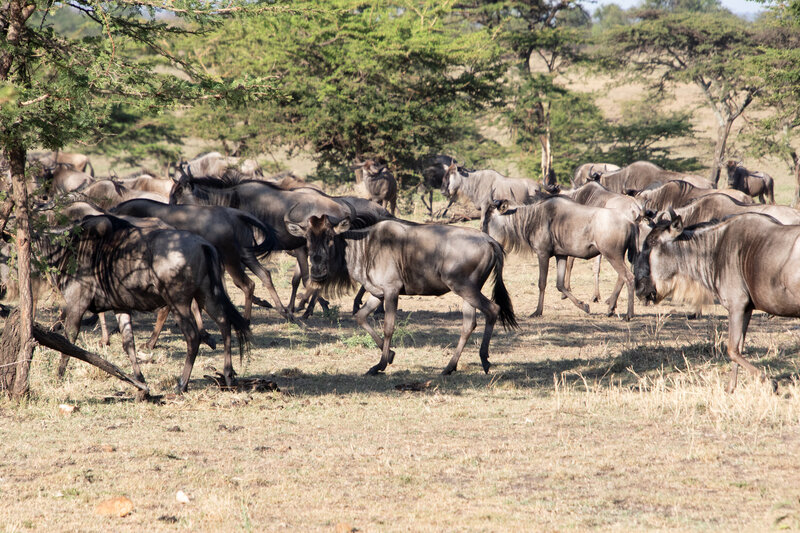 Serengeti Safari (10)