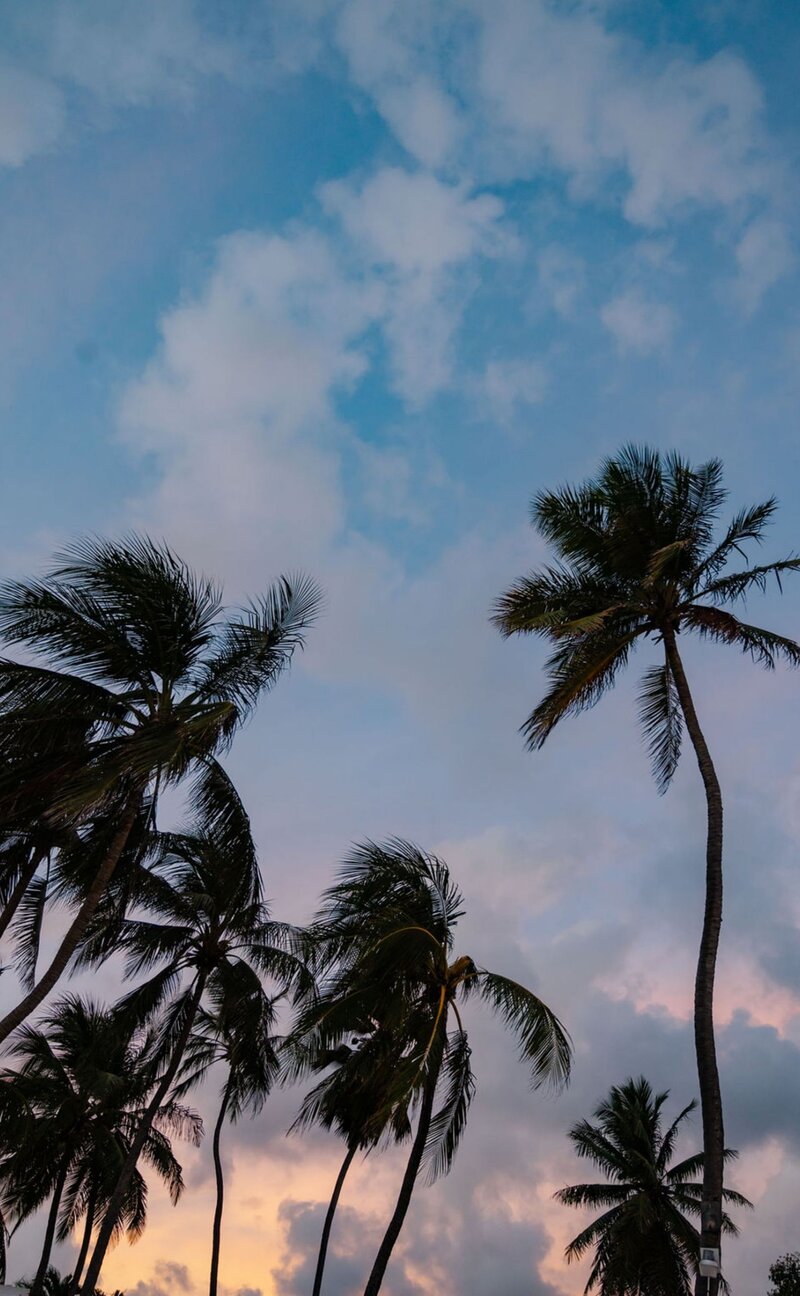 Palm trees against the sky during a sunset at a barbados destination wedding