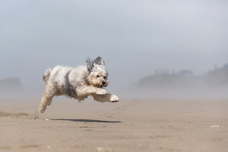 dog jumping on the beach