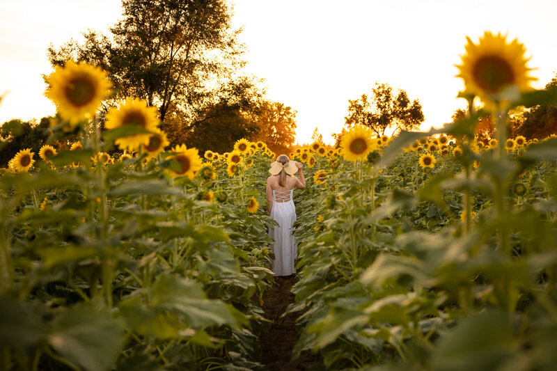 GV Sunflower-81