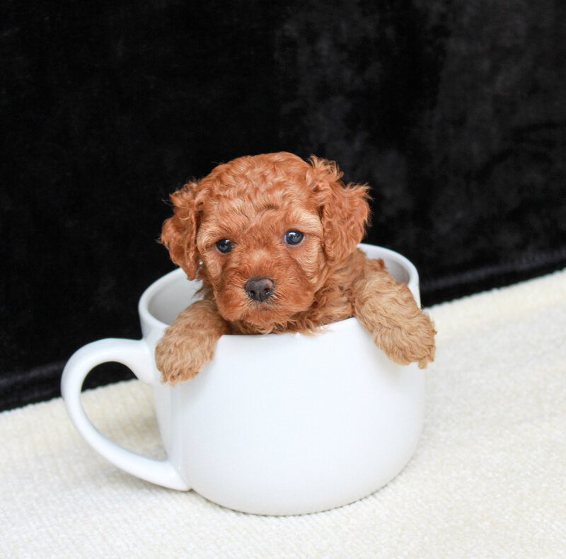 Junipuff 4 weeks 2