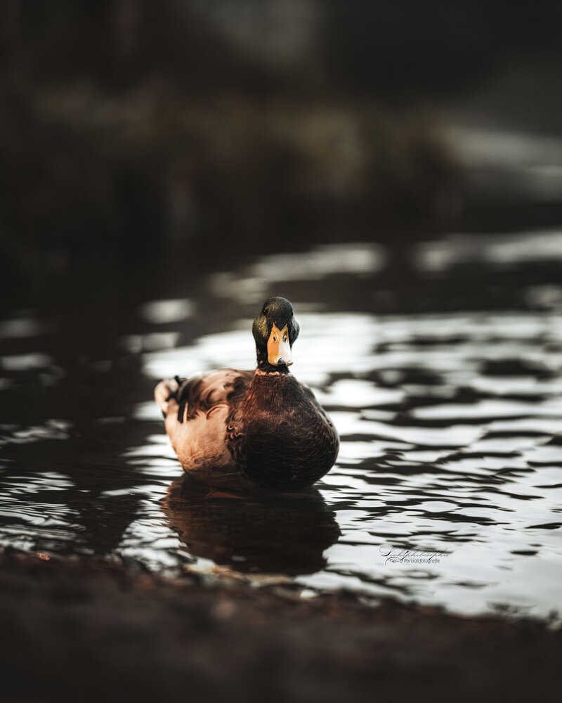 Authentische Portrait-, Familien- und Tierfotografie in Chemnitz, Konstanz, Würzburg und Sachsen – natürliche Momente und emotionale Bilder, die für immer bleiben.