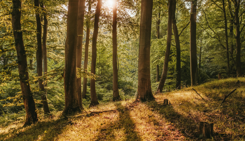 woods