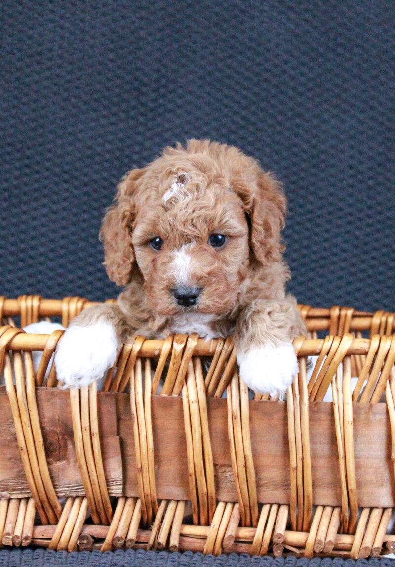 Whistleton 5 weeks