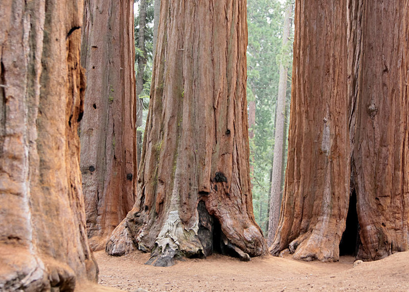 08-SequoiaNationalPark-RoadTrip034