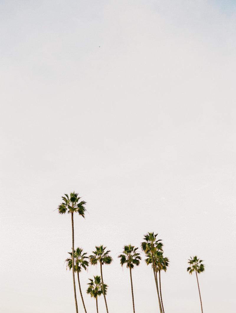 shot of group of palm trees at scripps pier at sunset with pinkish sky