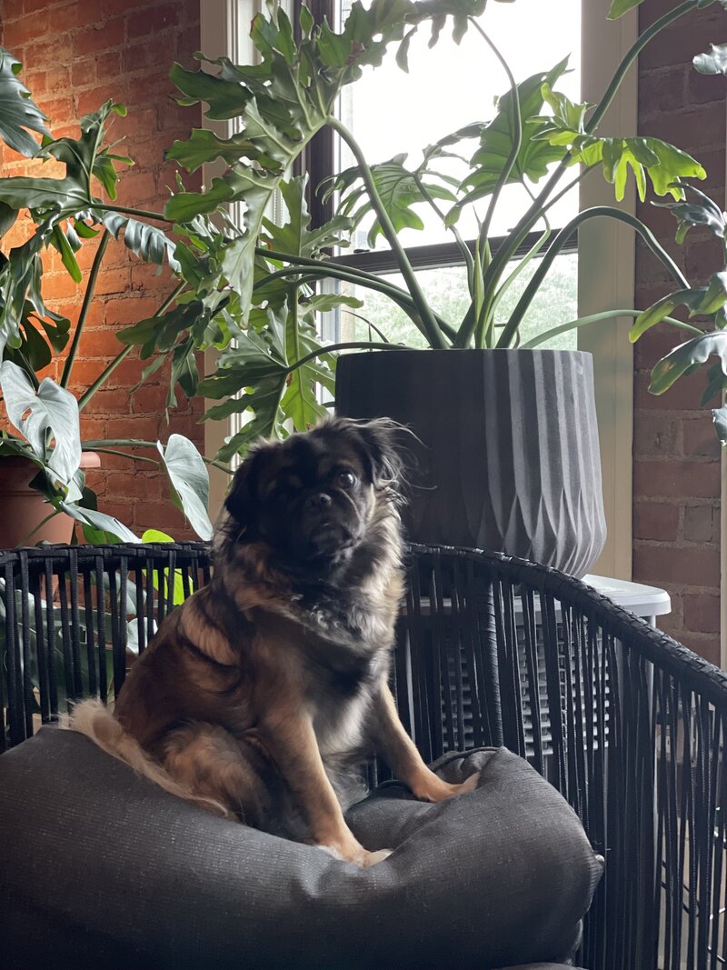 Chulo office support