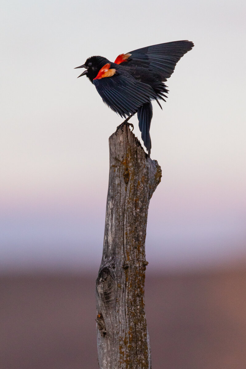 2020-04-12-75A2523-red-winged-blackbird-lyman