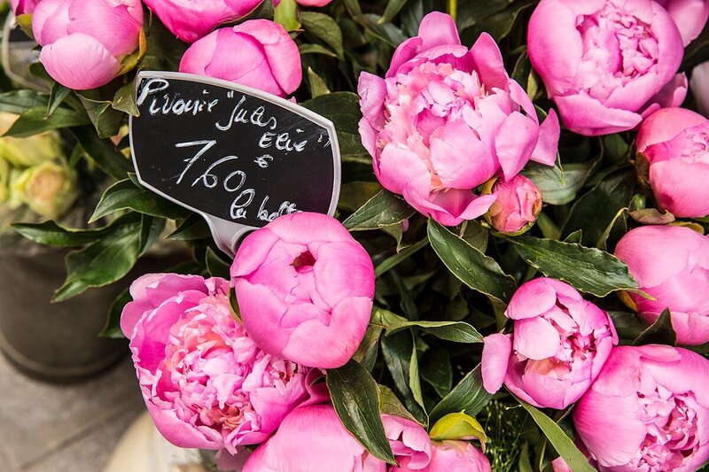 french-pink-peony-flower-bloom