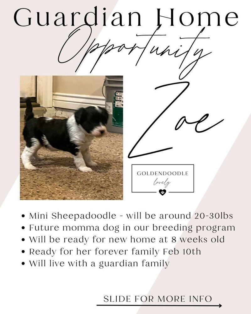 Zoe Guardian Home Opportunity1 (2)