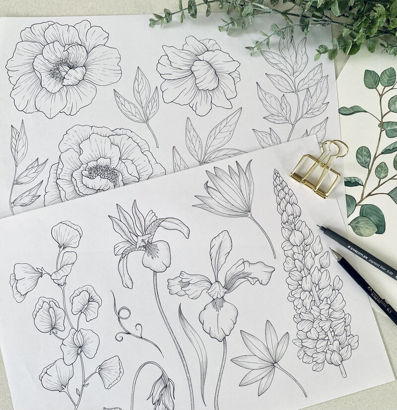 iris sketch copy