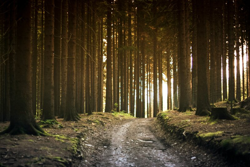 Morning light peeking through thick forest on a dirt path