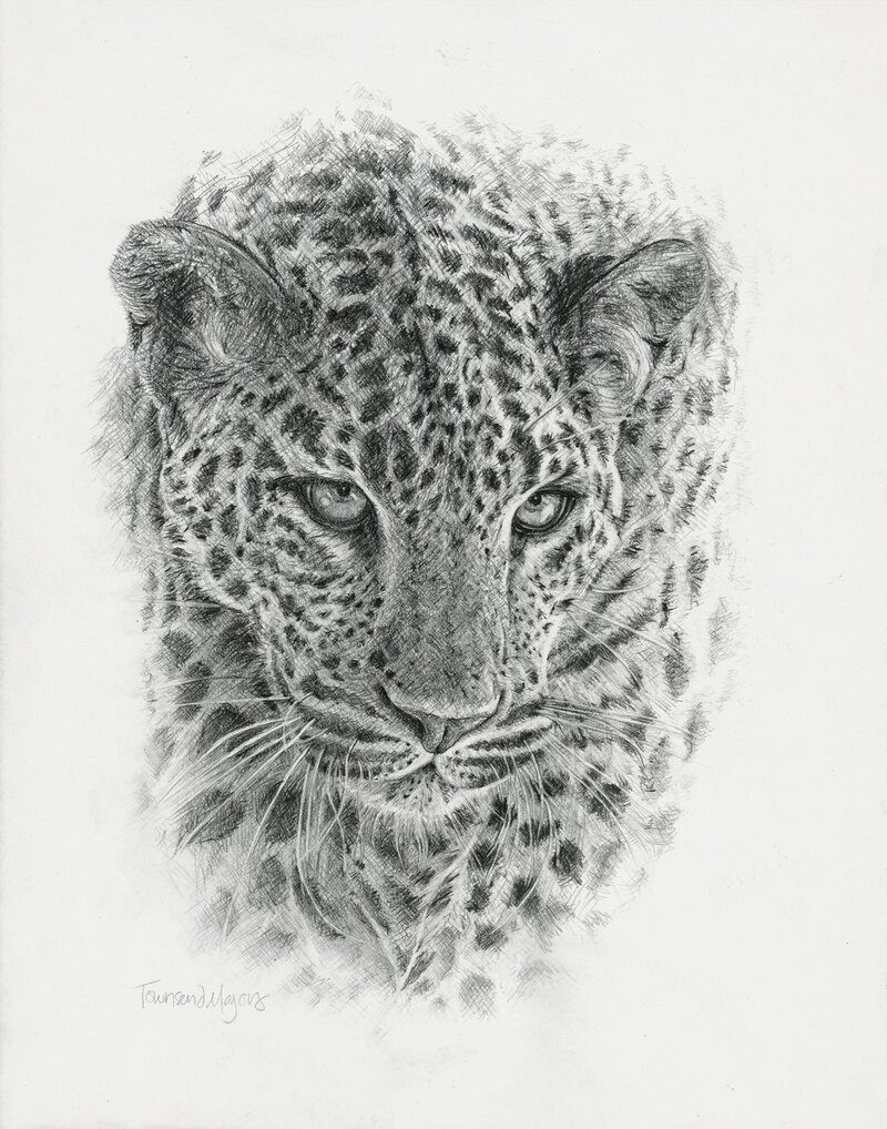 Townsend's graphite drawing of a leopard