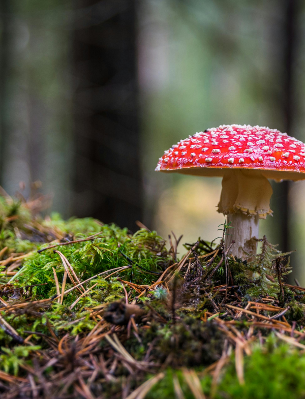 mushroom