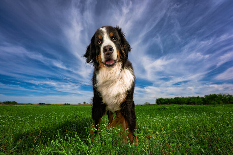 Wide angle view of a Bernese Mountain Dog Mountain Dog standing in a green field under a blue sky.