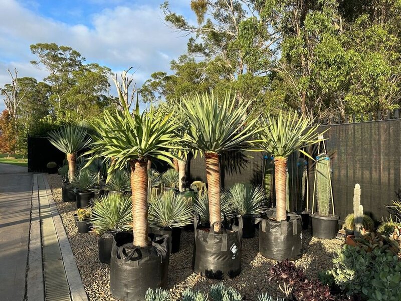 Mature Dracaena Draco Dragon Trees for Sale in Sydney