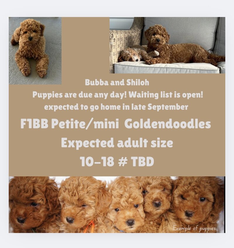 mini and petite birth announcement with pictures of mom F1 mini goldendoodle and dad toy poodle