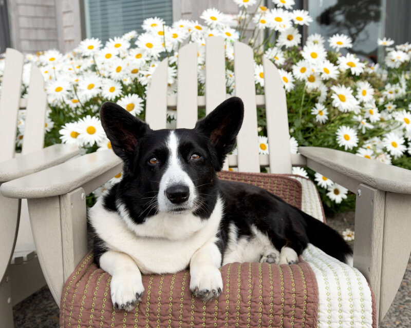 Dog on lounge chair