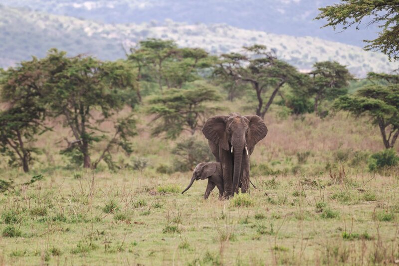 TAASA Lodge - Safari & Wildlife (71)