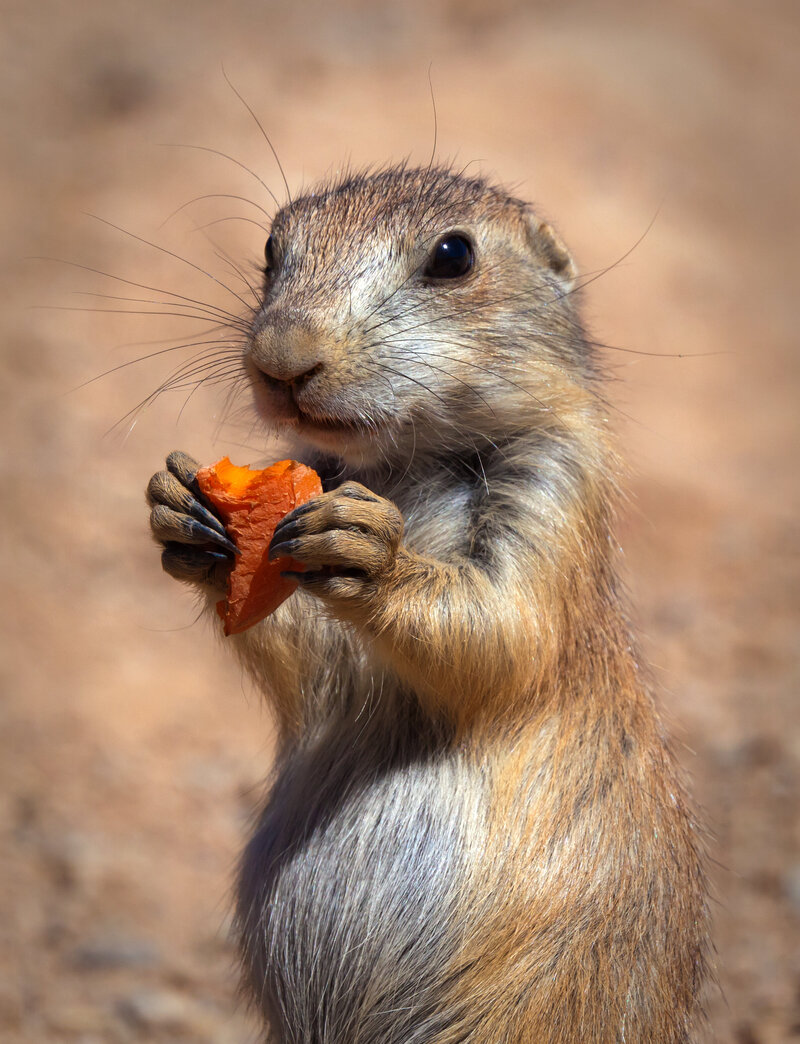 Prairie-Dog-Valentine