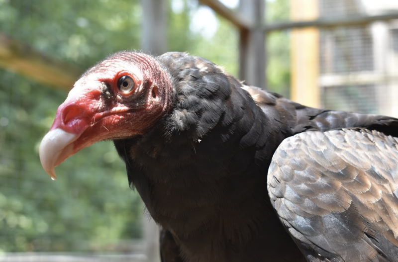 turkey vulture