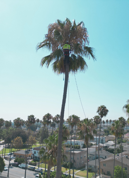 Palm Pruning