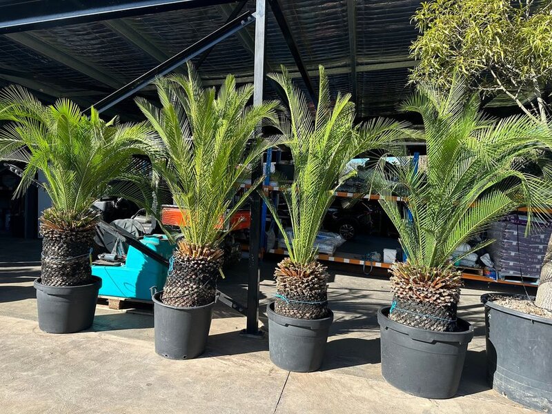 Macrozamia Communis Native Cycad - Exotic Trees Sydney - Go Green Nurseries