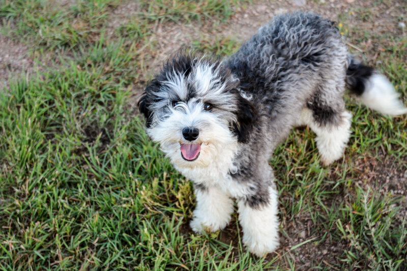 Available Mini and micro Sheepadoodle Puppies