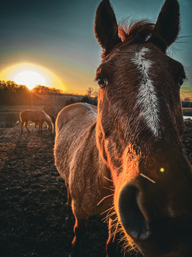 Sunset while feeding the horses