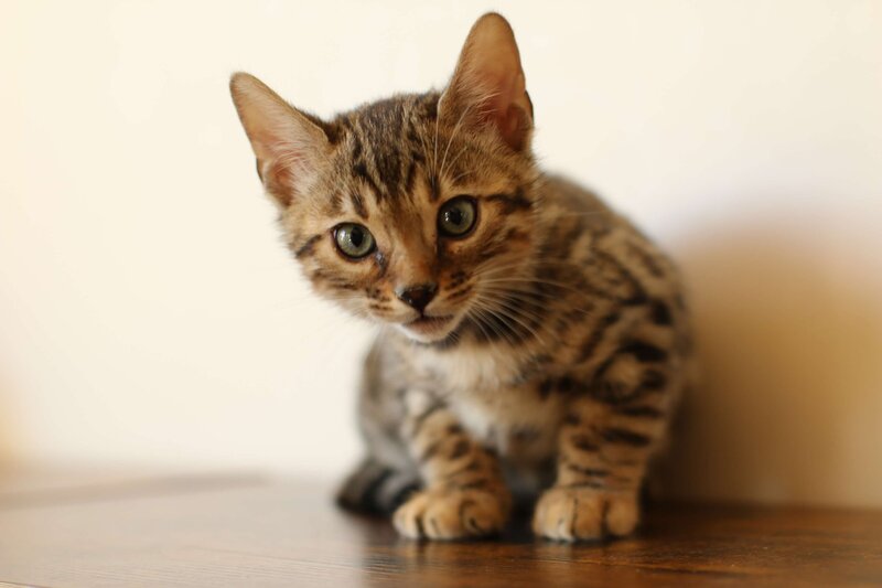 Diva x Bronco_Green_4